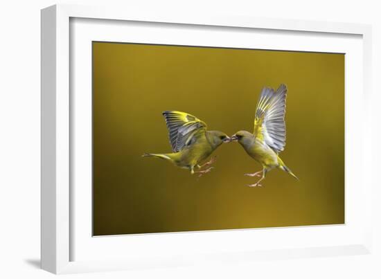 Flying Kiss-Marco Redaelli-Framed Giclee Print