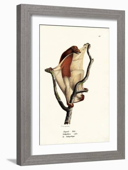 Flying Lemur, 1824-Karl Joseph Brodtmann-Framed Giclee Print