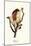 Flying Lemur, 1824-Karl Joseph Brodtmann-Mounted Giclee Print