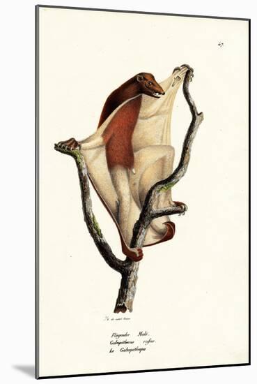 Flying Lemur, 1824-Karl Joseph Brodtmann-Mounted Giclee Print