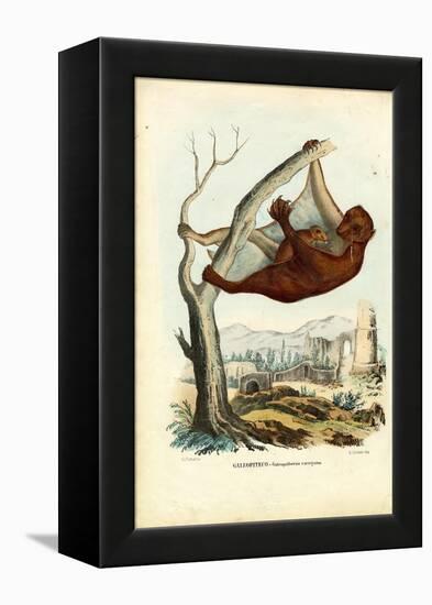 Flying Lemur, 1863-79-Raimundo Petraroja-Framed Premier Image Canvas