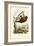 Flying Lemur, 1863-79-Raimundo Petraroja-Framed Giclee Print