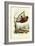 Flying Lemur, 1863-79-Raimundo Petraroja-Framed Giclee Print