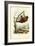 Flying Lemur, 1863-79-Raimundo Petraroja-Framed Giclee Print