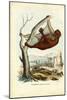 Flying Lemur, 1863-79-Raimundo Petraroja-Mounted Giclee Print