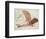 Flying Machine-Leonardo da Vinci-Framed Premium Giclee Print