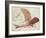 Flying Machine-Leonardo da Vinci-Framed Giclee Print