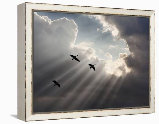 Flying on Sunbeams, Macinaw Island, Michigan ‘10-Monte Nagler-Framed Premier Image Canvas