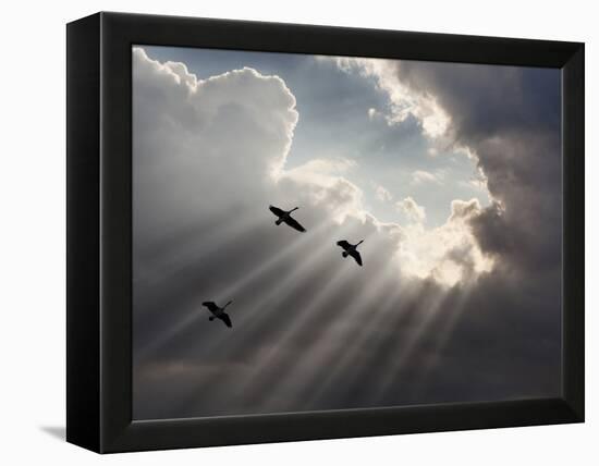 Flying on Sunbeams, Macinaw Island, Michigan ‘10-Monte Nagler-Framed Premier Image Canvas