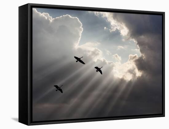 Flying on Sunbeams, Macinaw Island, Michigan ‘10-Monte Nagler-Framed Premier Image Canvas