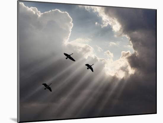 Flying on Sunbeams, Macinaw Island, Michigan ‘10-Monte Nagler-Mounted Photographic Print