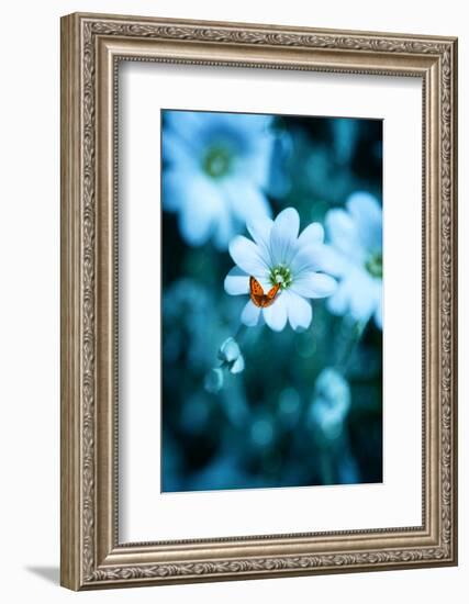 Flying over Blue-Philippe Sainte-Laudy-Framed Photographic Print