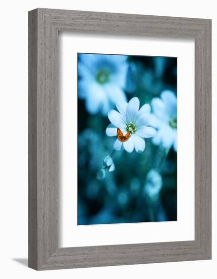 Flying over Blue-Philippe Sainte-Laudy-Framed Photographic Print