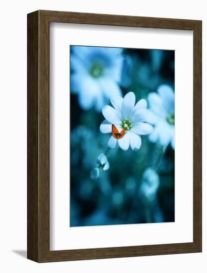 Flying over Blue-Philippe Sainte-Laudy-Framed Photographic Print