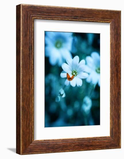 Flying over Blue-Philippe Sainte-Laudy-Framed Photographic Print