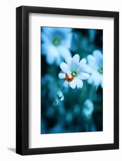 Flying over Blue-Philippe Sainte-Laudy-Framed Photographic Print