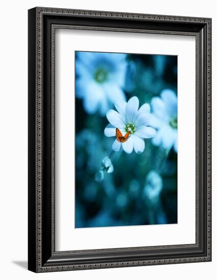 Flying over Blue-Philippe Sainte-Laudy-Framed Photographic Print