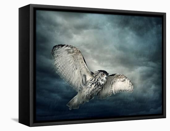 Flying Owl Bird at Night-egal-Framed Premier Image Canvas