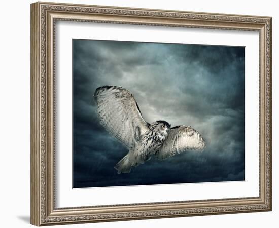 Flying Owl Bird at Night-egal-Framed Photographic Print