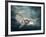 Flying Owl Bird at Night-egal-Framed Photographic Print