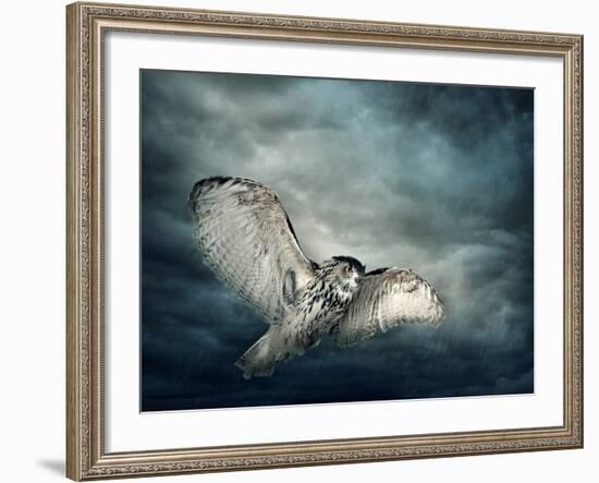 Flying Owl Bird at Night-egal-Framed Photographic Print