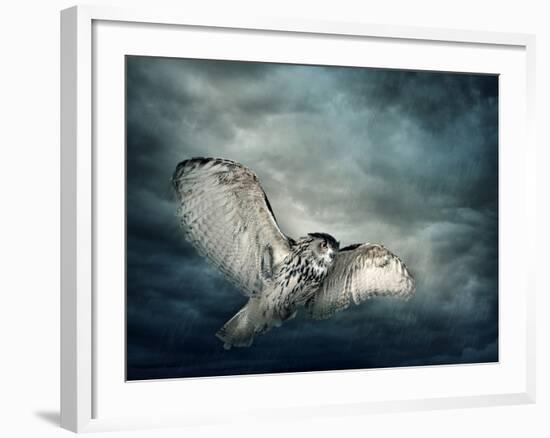 Flying Owl Bird at Night-egal-Framed Photographic Print