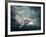 Flying Owl Bird at Night-egal-Framed Photographic Print