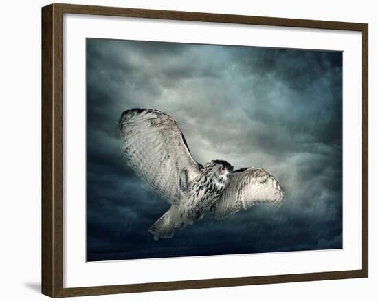 Flying Owl Bird at Night-egal-Framed Photographic Print