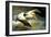 Flying Pelican-Vivienne Dupont-Framed Art Print