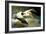 Flying Pelican-Vivienne Dupont-Framed Art Print