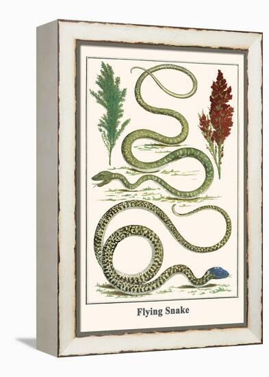 Flying Snake-Albertus Seba-Framed Stretched Canvas