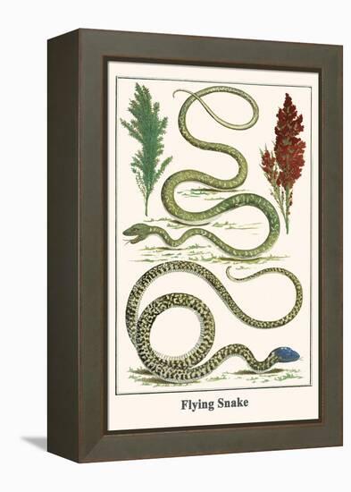 Flying Snake-Albertus Seba-Framed Stretched Canvas