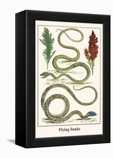 Flying Snake-Albertus Seba-Framed Stretched Canvas