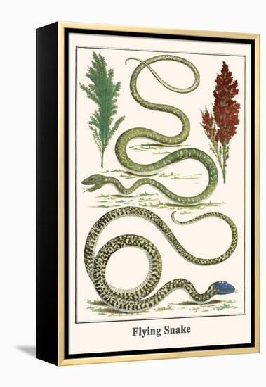 Flying Snake-Albertus Seba-Framed Stretched Canvas