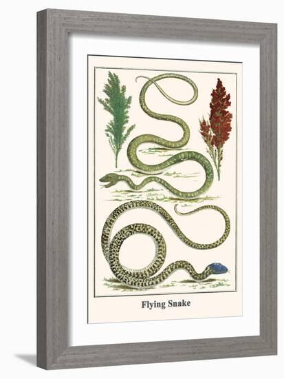 Flying Snake-Albertus Seba-Framed Art Print