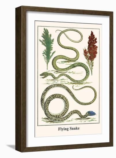 Flying Snake-Albertus Seba-Framed Art Print