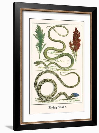 Flying Snake-Albertus Seba-Framed Art Print