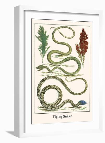 Flying Snake-Albertus Seba-Framed Art Print