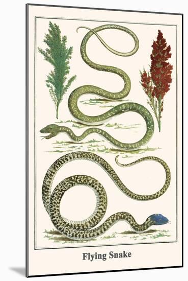 Flying Snake-Albertus Seba-Mounted Art Print