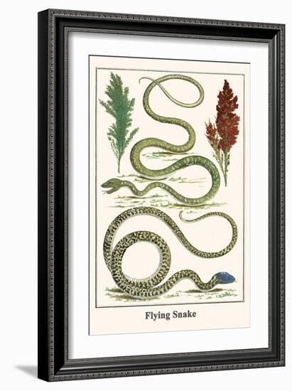 Flying Snake-Albertus Seba-Framed Art Print