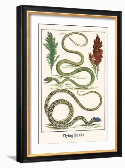 Flying Snake-Albertus Seba-Framed Art Print