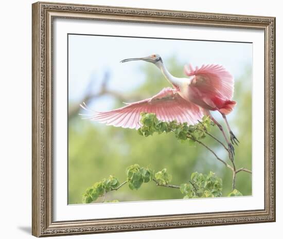 Flying Spoonbill-Wink Gaines-Framed Giclee Print