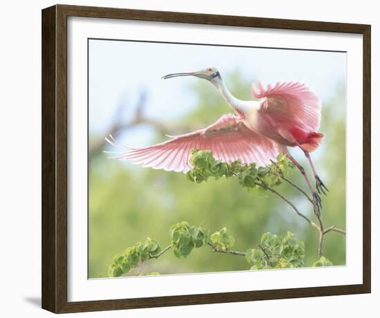 Flying Spoonbill-Wink Gaines-Framed Giclee Print