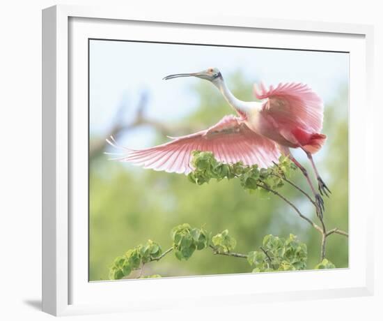 Flying Spoonbill-Wink Gaines-Framed Giclee Print