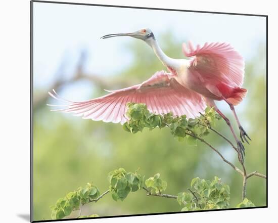 Flying Spoonbill-Wink Gaines-Mounted Giclee Print