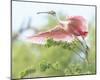 Flying Spoonbill-Wink Gaines-Mounted Giclee Print