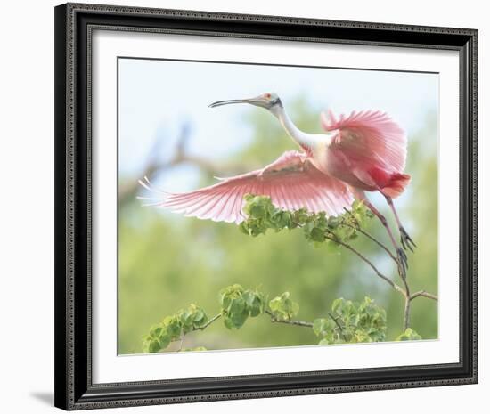 Flying Spoonbill-Wink Gaines-Framed Giclee Print