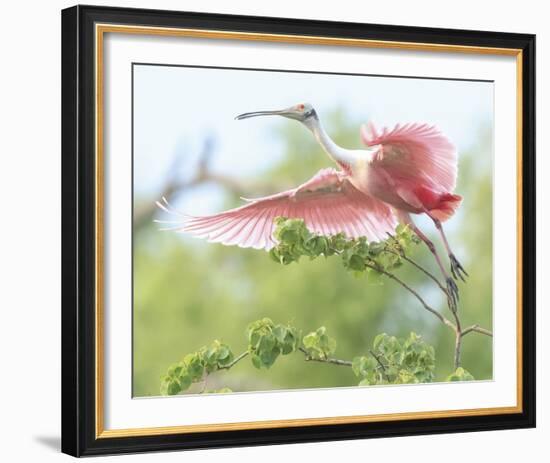 Flying Spoonbill-Wink Gaines-Framed Giclee Print