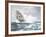 Flying Spume - The Adelaide-Montague Dawson-Framed Giclee Print