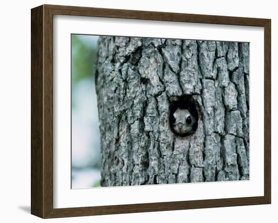 Flying Squirrel-null-Framed Photographic Print